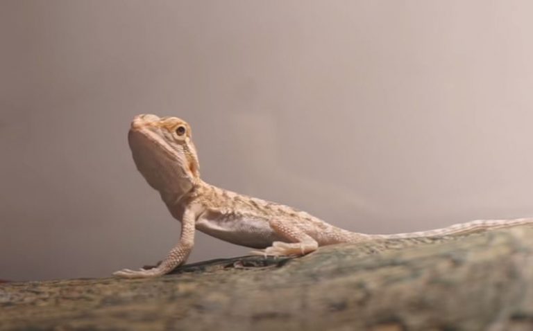 Cool Bearded Dragon Names You're Guranteed to LOVE! (200+)