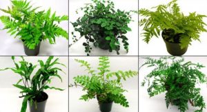 fake plants for bearded dragon habitat