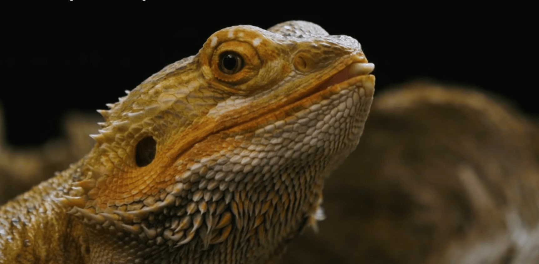 cool-bearded-dragon-names-for-male-and-female-bearded-dragons