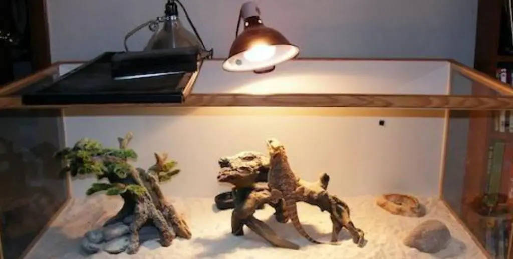 Best Basking Rocks for Bearded Dragon (2023)