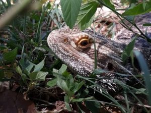 best plants for bearded dragon enclosure