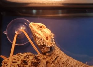 good insects for bearded dragons