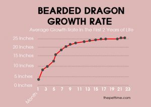 How Do Bearded Dragons Sleep