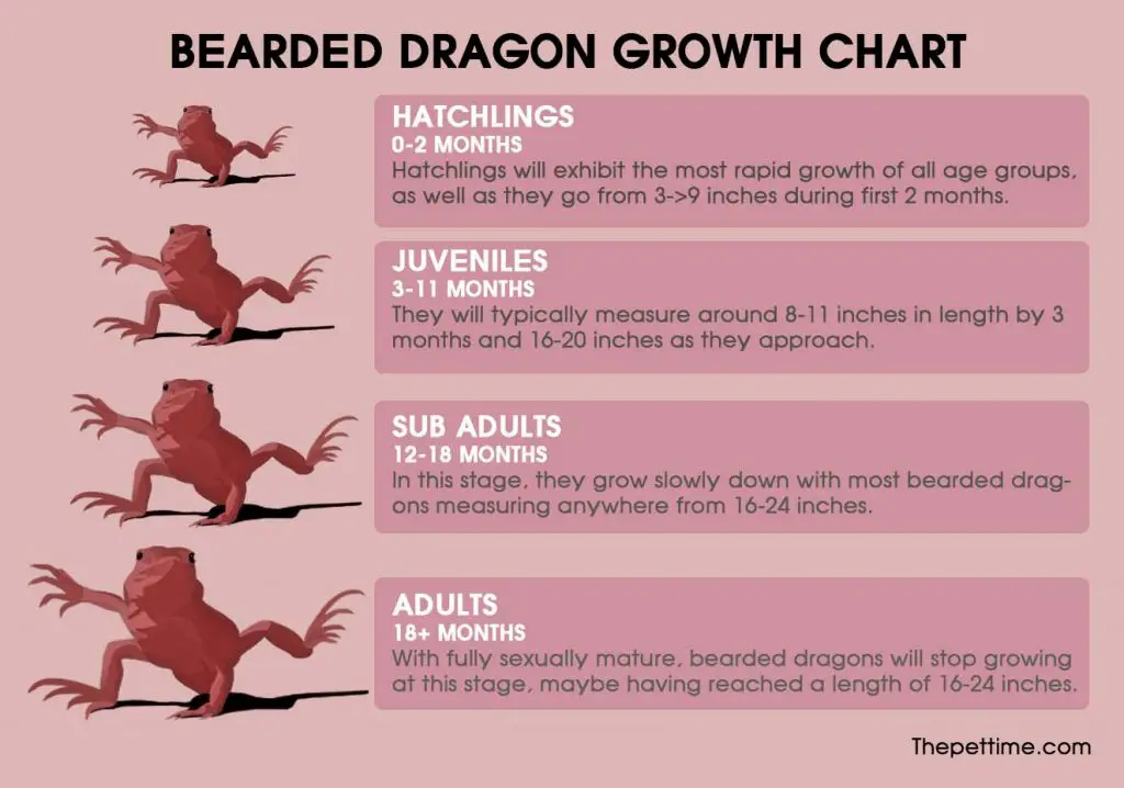 bearded dragon growth chart