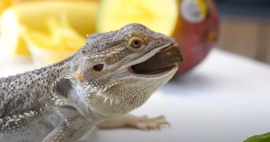 30+ Signs of an Unhealthy Bearded Dragon You Must Know