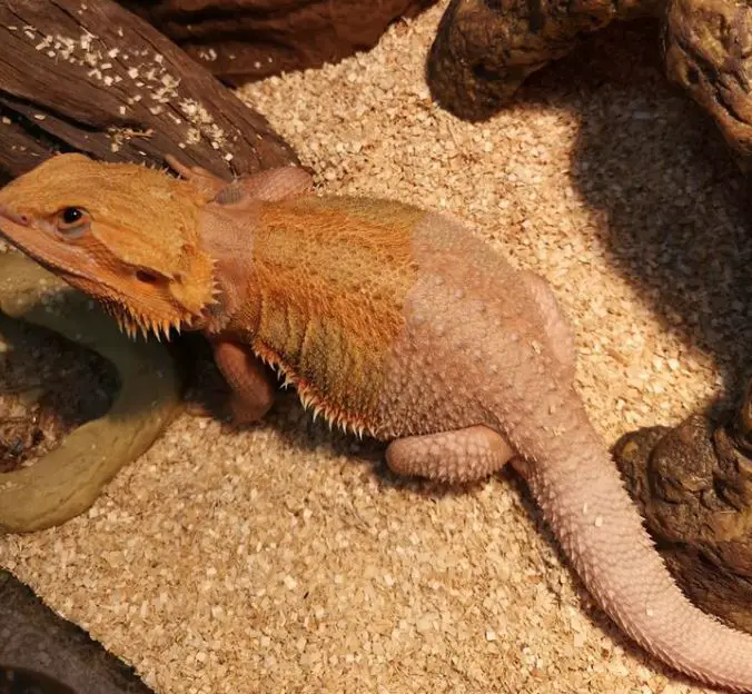 Bearded Dragon Shedding Problems: 4 Safe and Efficient Tips