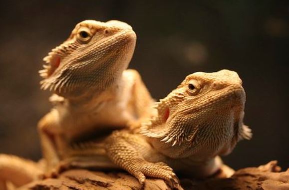 bearded dragons live together