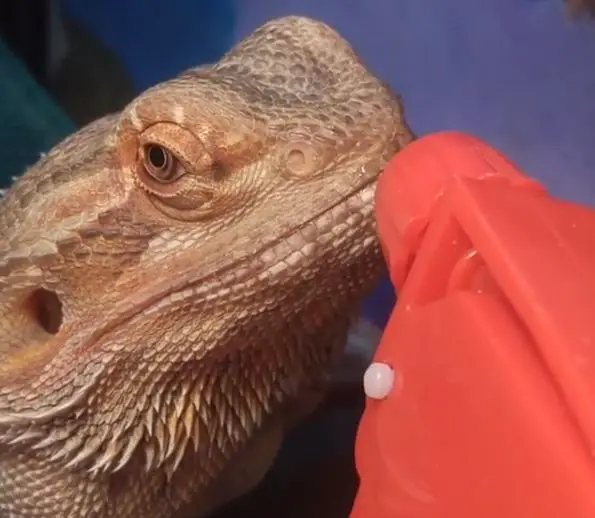 How Do Bearded Dragons Drink A Complete Guide