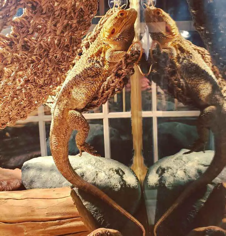 can-two-bearded-dragons-live-together-in-the-same-cage