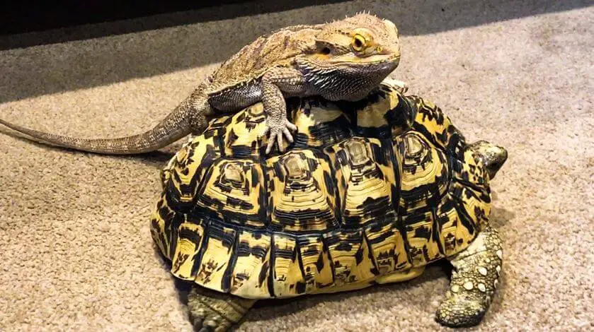 can-two-bearded-dragons-live-together-in-the-same-cage