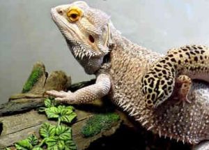 can bearded dragons live with other reptiles