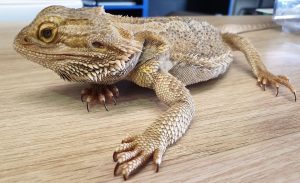 signs of an unhealthy baby bearded dragon