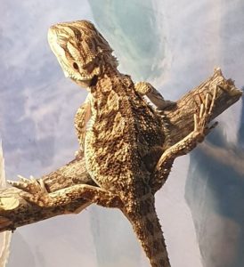 signs of an unhealthy bearded dragon