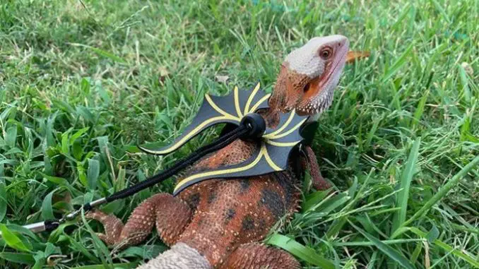 bearded dragon accessories for sale