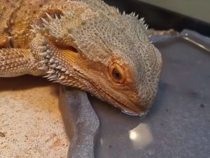 bearded dragon accessories uk How Do Bearded Dragons Drink?