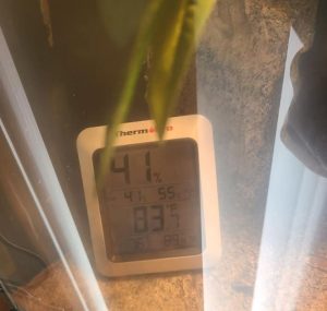 bearded dragon tank thermometer