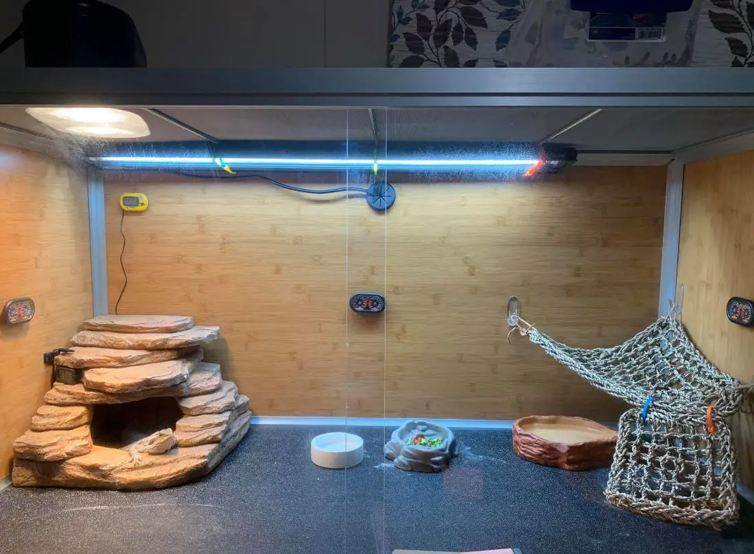 Best Bearded Dragon Lighting Setup For Beardie Lovers In 2023 (TOP 5)