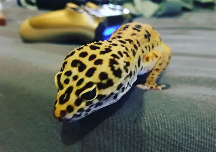 best leopard gecko heat pad