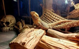 cool bearded dragon accessories