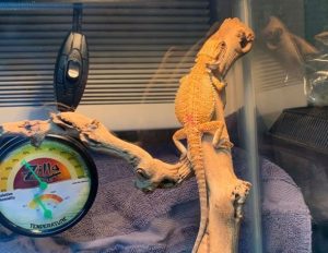 digital thermometer for bearded dragon