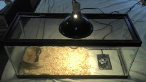 where to put heating pad for leopard gecko
