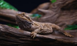 Humidity Level For Bearded Dragons