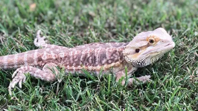 Signs of Mbd In Bearded Dragons