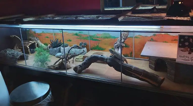 Best Heat Lamp For Bearded Dragon in 2023 (TOP 9)