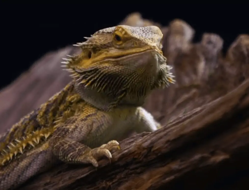 Best Heat Lamp For Bearded Dragon in 2022 (TOP 9)