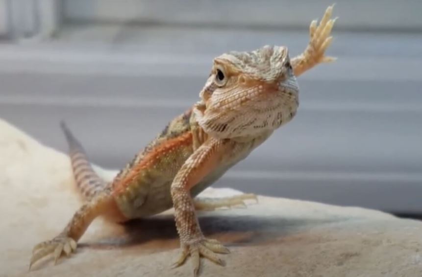 what-is-a-good-humidity-level-for-bearded-dragons