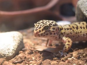 best loose substrate for leopard geckos