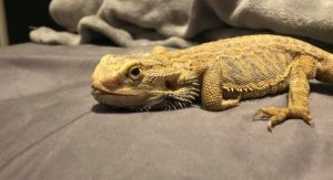 how to prevent metabolic bone disease (mbd) in bearded dragons