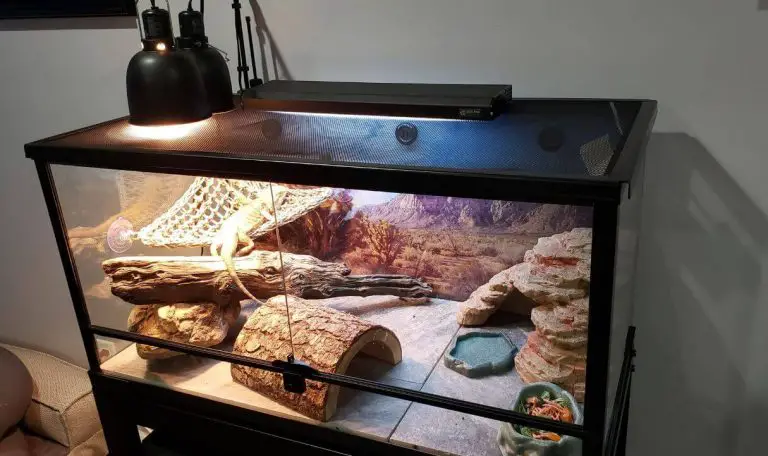 Best Heat Lamp For Bearded Dragon in 2023 (TOP 9)