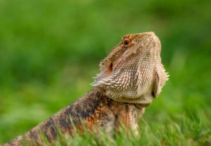 proper humidity for bearded dragon