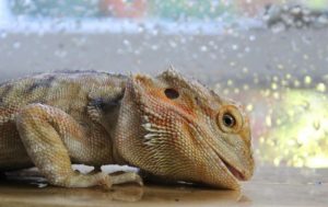 temp and humidity for bearded dragon