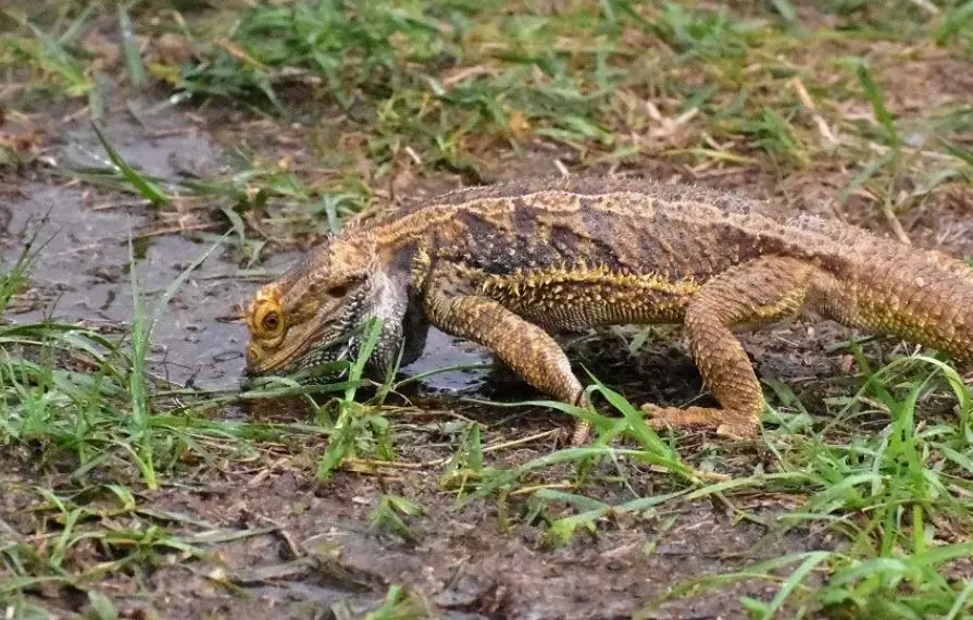 What Is A Good Humidity Level For Bearded Dragons?