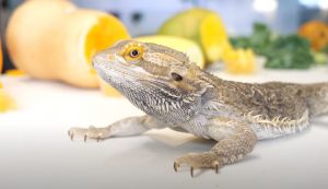 Can Bearded Dragon Eat PlumS