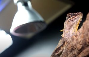 battery powered heat lamp for reptiles