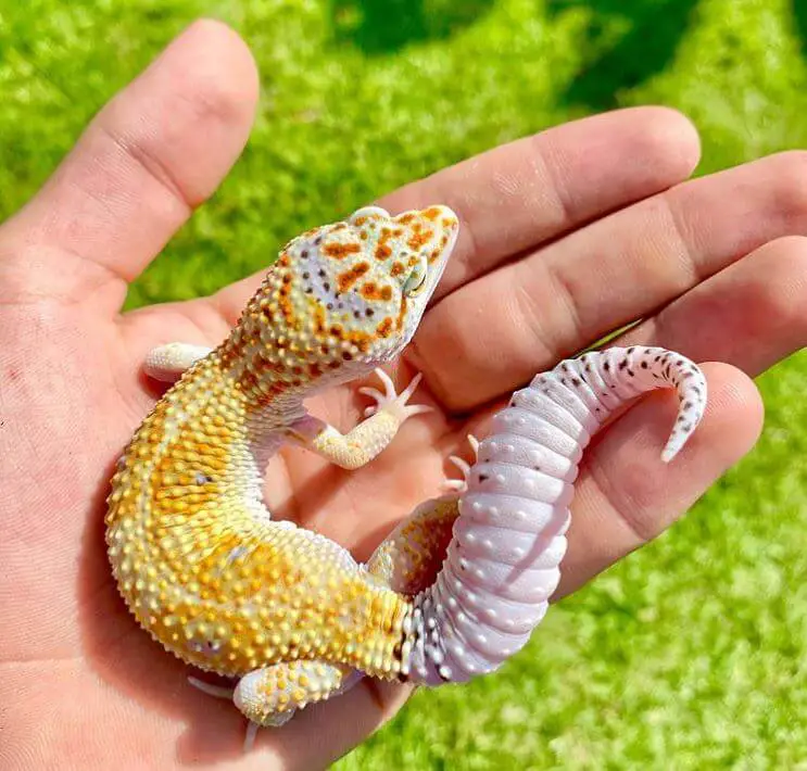 best gecko supplies