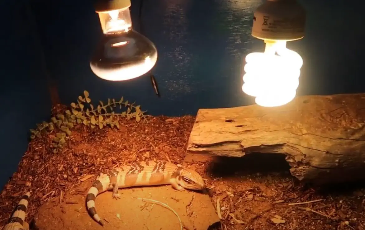 Can You Use a Reptile Light for Chicks? A Complete Guide