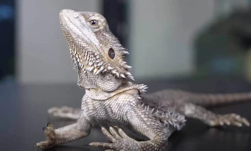 Beardie Body Language