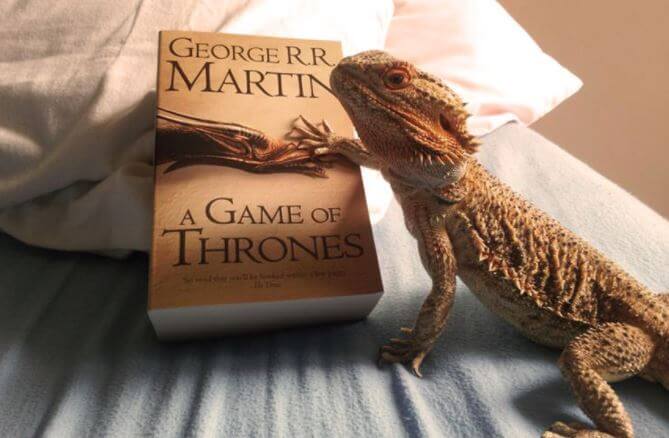 Bearded Dragon Books For Sale