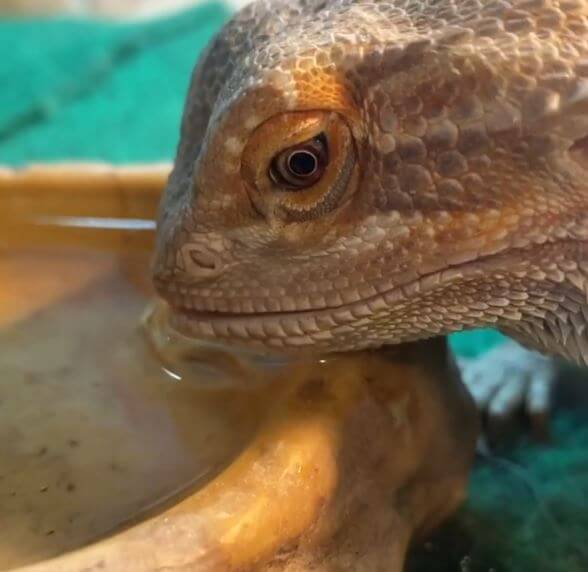 Bearded Dragon Go Without Water