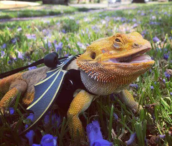 Bearded Dragon Leash With Wings