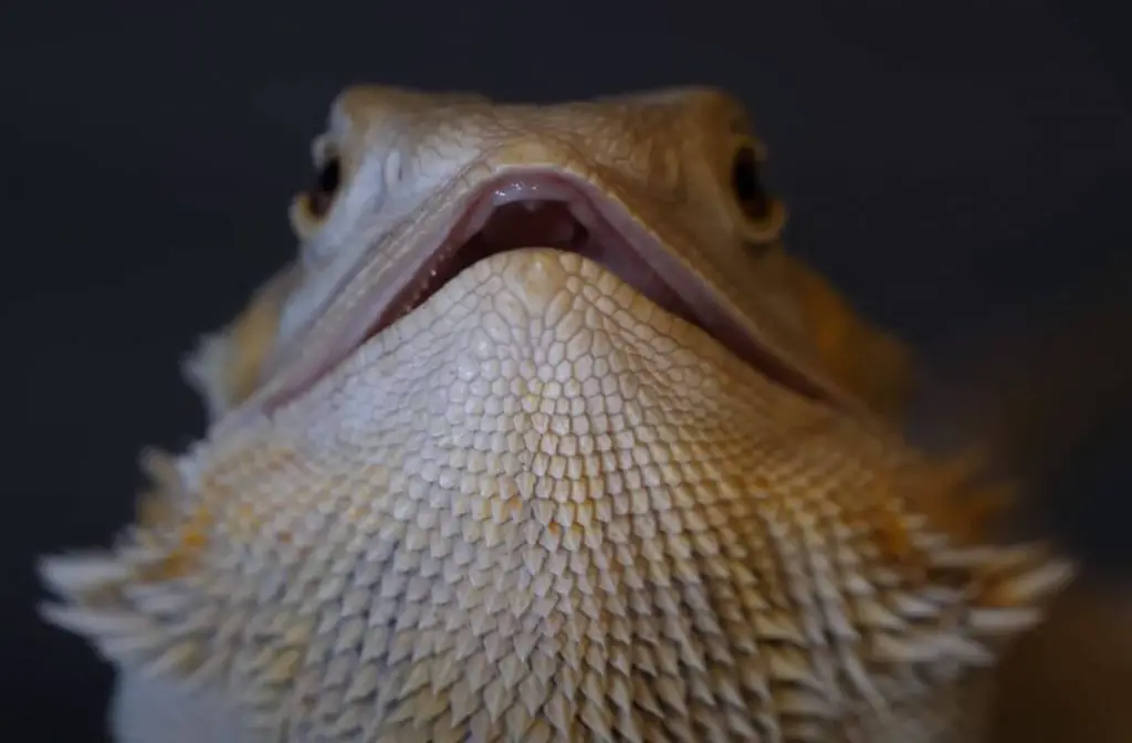 Bearded Dragon Mouth Open Slightly