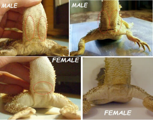 Bearded Dragons Male And Female