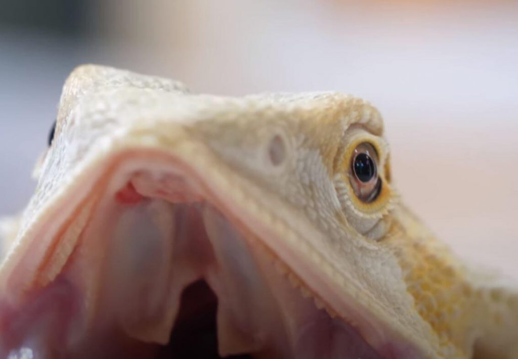 Bearded Dragons Open Mouth