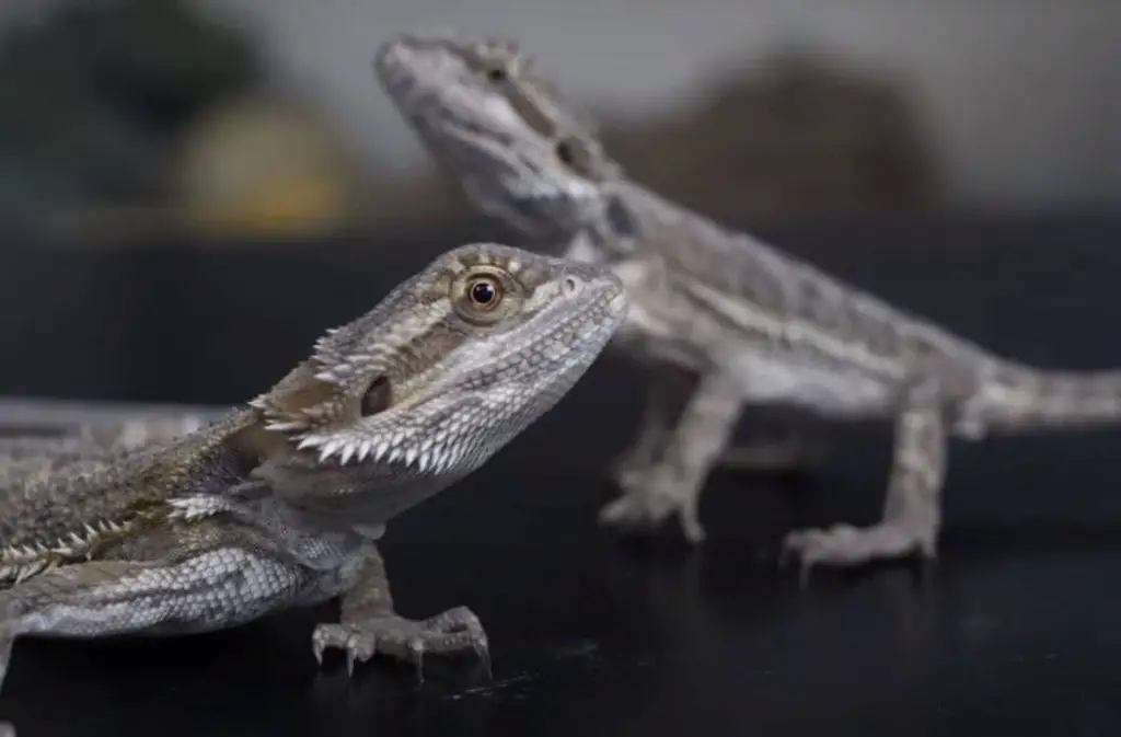 Beardie Hibernating