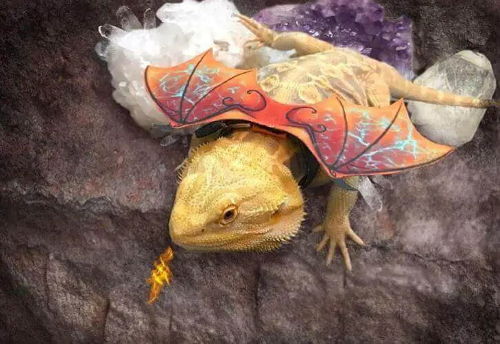 Best Harness For Bearded Dragon