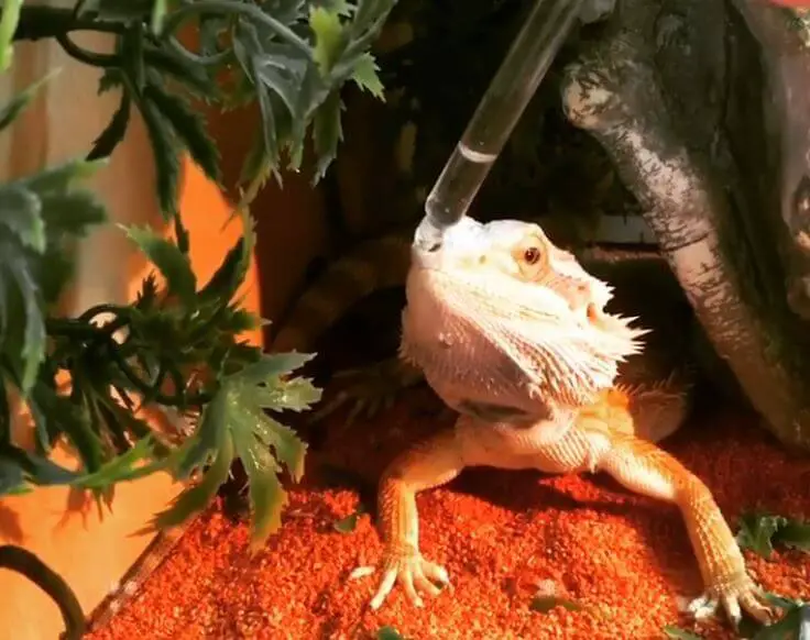 How Many Days Can Bearded Dragons Go Without Water
